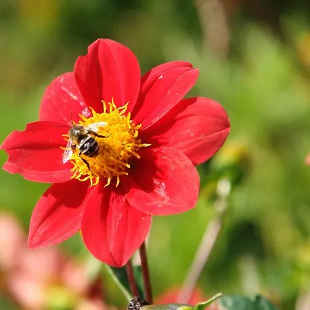 Quinta Sao Goncalo Вилла Фуншал
