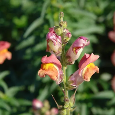 Quinta Sao Goncalo *