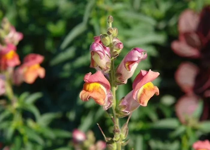 Quinta Sao Goncalo *